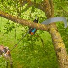 GARDENA  StarCut Pro Ágvágó és fűrész, teleszkópos, mellévágó (12082-20)