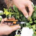 Fiskars  Solid Micro-Tip Szüretelőolló SP130 (1051600)